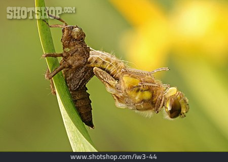 
                Libelle, Larve, Schlüpfen                   