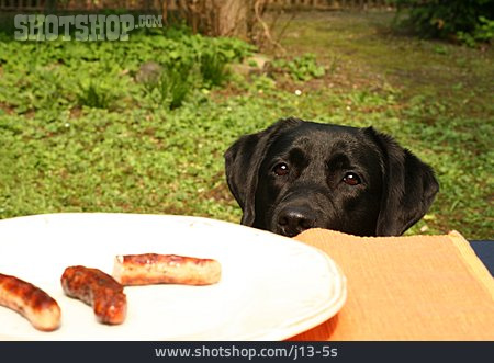 
                Hund, Hungrig                   