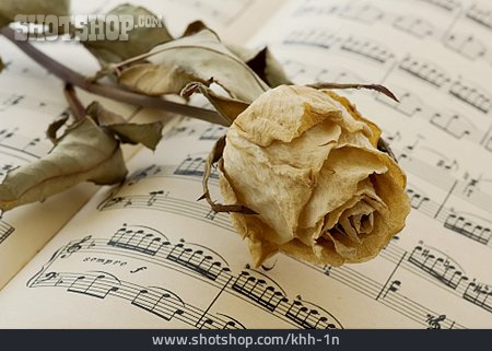 
                Rosenblüte, Musiknoten                   