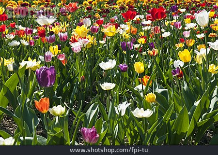
                Tulip, Flower Bed, Tulip Bed                   