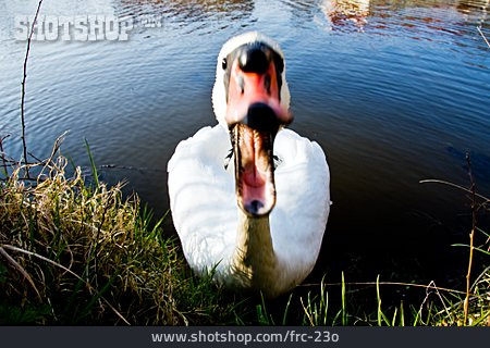 
                Threaten, Snarling, Swan                   