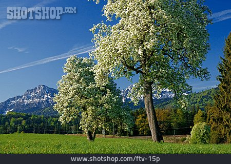 
                Wiese, Alpen, Berchtesgadener Land                   