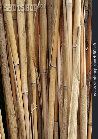 
                Bambus, Bambusstab, Bambusstengel                   