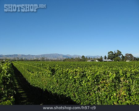 
                Neuseeland, Weinanbau                   