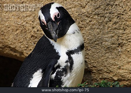 
                Pinguin, Humboldt-pinguin                   