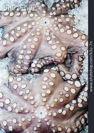 
                Tintenfisch, Octopus                   