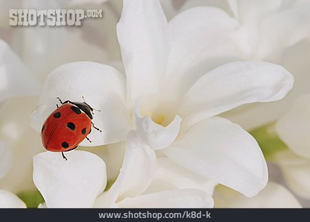 
                Blüte, Käfer, Marienkäfer                   