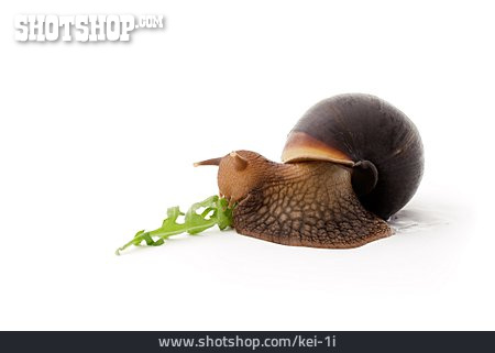 
                Snail, Feeding, Snail                   