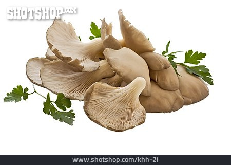 
                Pilz, Austernpilz                   