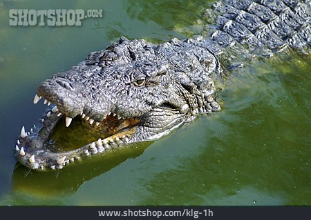 
                Bedrohlich, Krokodil                   