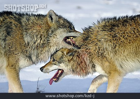 
                Aggression, Beißen, Wolf                   