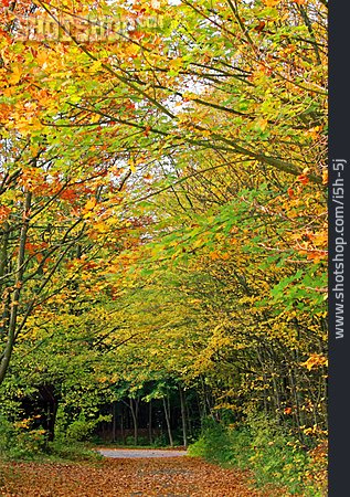 
                Waldweg, Herbstlich, Laubwald                   