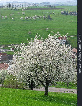 
                Kirschblüte, Ländlich, Schweiz                   