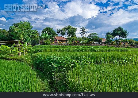 
                Reisfeld, Reisanbau, Bali                   