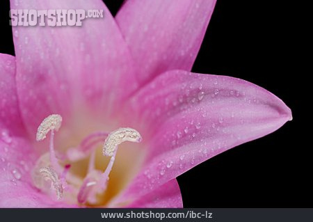 
                Amaryllis, Belladonnalilie                   