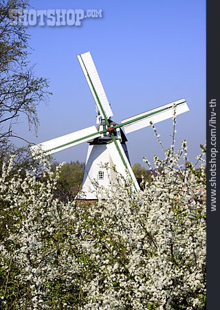 
                Windmühle, Schlehdorn, Schlehdornblüte                   