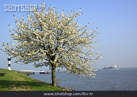
                Kirschblüte, Elbe, Baumblüte                   