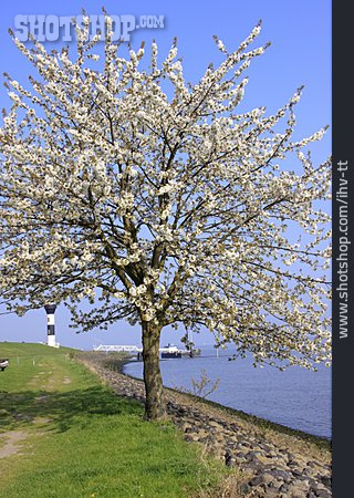 
                Kirschblüte, Elbe, Baumblüte                   
