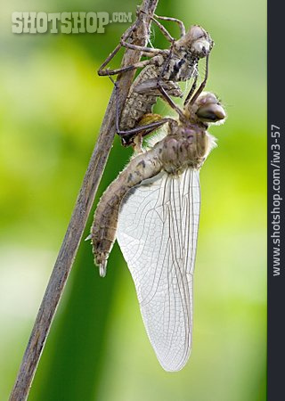 
                Libelle, Schlüpfen, Exuvie                   