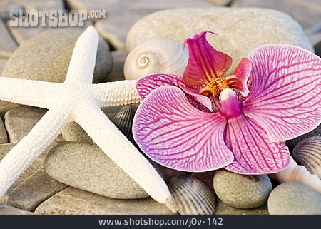 
                Wellness & Relax, Seestern, Orchideenblüte                   
