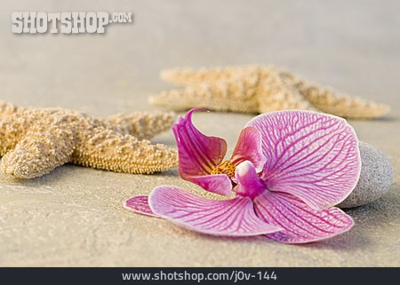 
                Seestern, Orchideenblüte                   