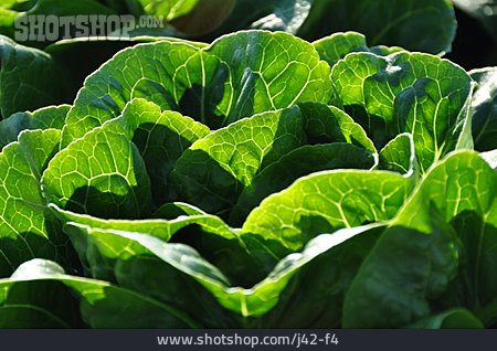 
                Kopfsalat, Gemüseanbau                   
