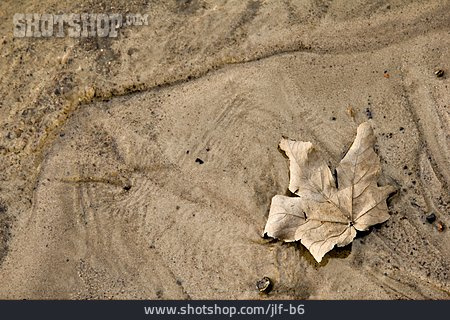 
                Sand, Ahornblatt                   