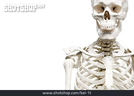 
                Skelett                   