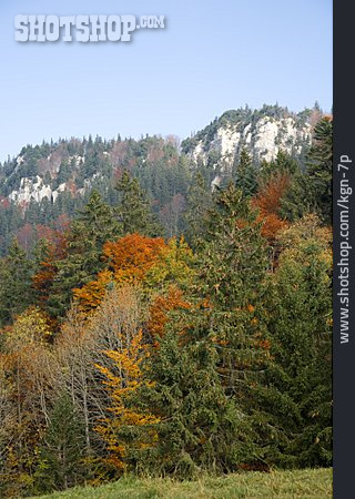 
                Herbstwald, Weissenstein                   