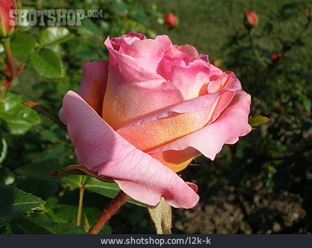 
                Blühen, Rosenblüte                   