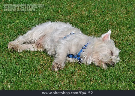 
                Sleeping, Dog, West Highland Terrier                   