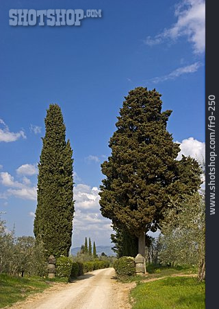 
                Footpath, Tuscany, Cypress Tree                   