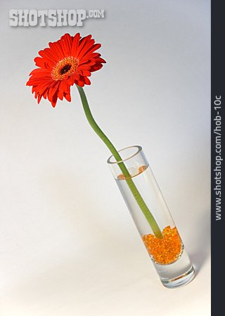 
                Vase, Gerberablüte                   