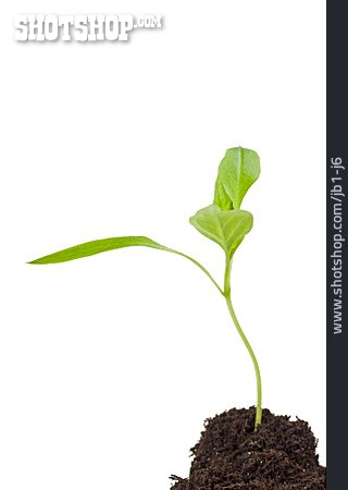 
                Pflanze, Wachstum, Setzling, Sprössling                   