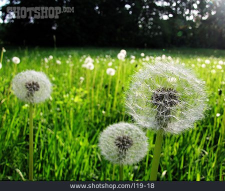 
                Wiese, Pusteblume                   