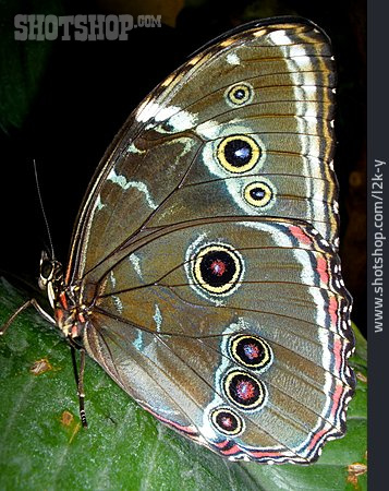 
                Schmetterling, Blauer Morphofalter                   
