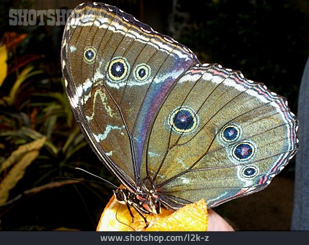 
                Schmetterling, Falter, Blauer Morphofalter                   