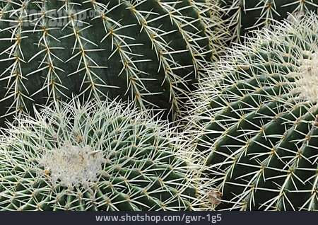
                Kaktus, Stachelig                   