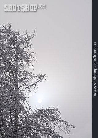 
                Baum, Winter, Nebel                   