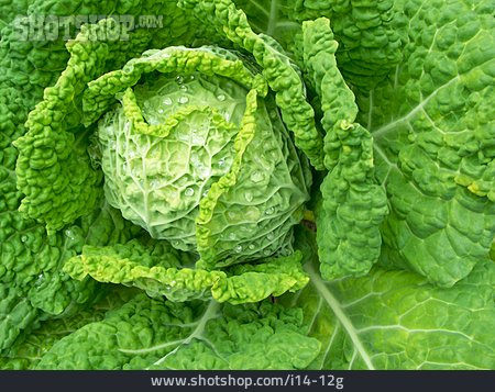 
                Vegetable, Cabbage, Savoy Cabbage                   