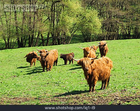 
                Rind, Schottisches Hochlandrind, Rinderherde                   