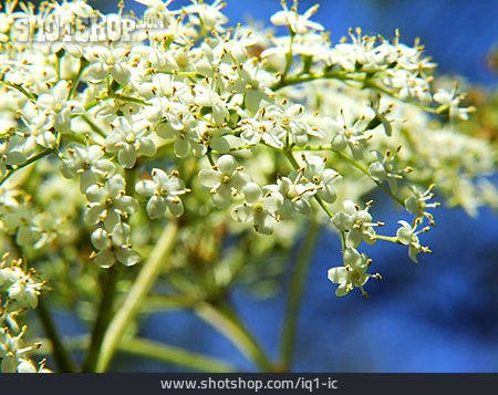 
                Holunder, Holunderblüte                   