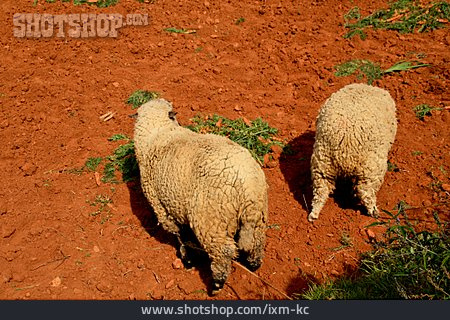 
                Schaf, Karg, Peru                   