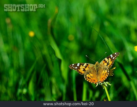 
                Schmetterling, Distelfalter                   