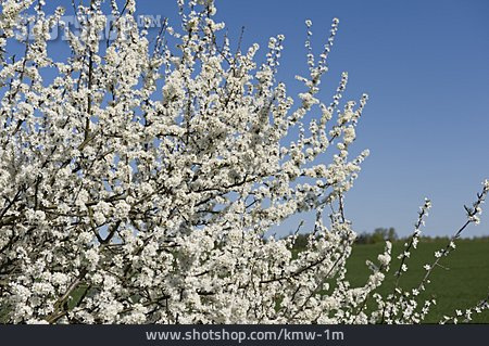 
                Kirschblüte, Kirschbaum, Blühen                   