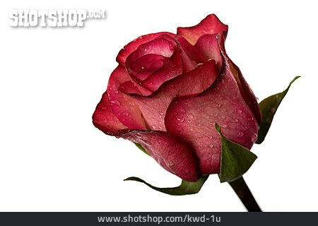 
                Rose, Blütenblatt, Rosenblüte                   