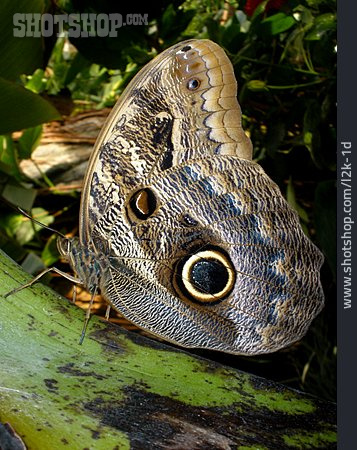 
                Butterfly, Owl Butterfly                   