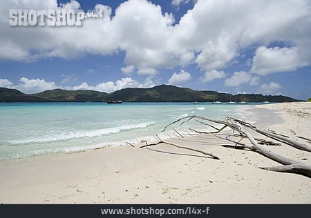 
                Strand, Insel, Totholz, Seychellen                   