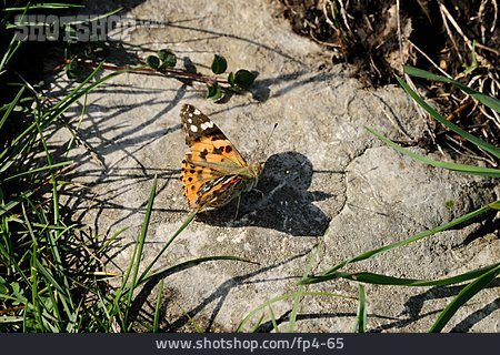 
                Painted Lady Butterfly                   