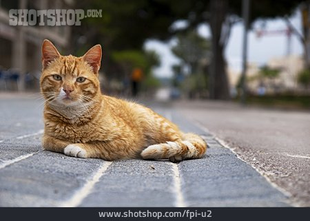 
                Katze, Streuner, Straßenkatze                   